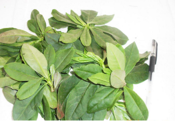 �W�ϊW��ˎ�����N��Ч������